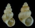 Alvania&nbsp;scabra